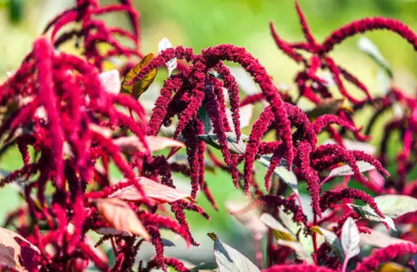 Amaranth Zararları: Sağlık Üzerindeki Olumsuz Etkileri 1 Amaranth Zararlarii